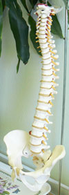 Affordable & Best Chiropractor in Los Angeles | Unlimited Chiropractic Los Angeles